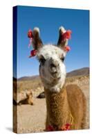 Domesticated Llama, Argentina-null-Stretched Canvas