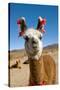 Domesticated Llama, Argentina-null-Stretched Canvas