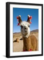 Domesticated Llama, Argentina-null-Framed Premium Photographic Print