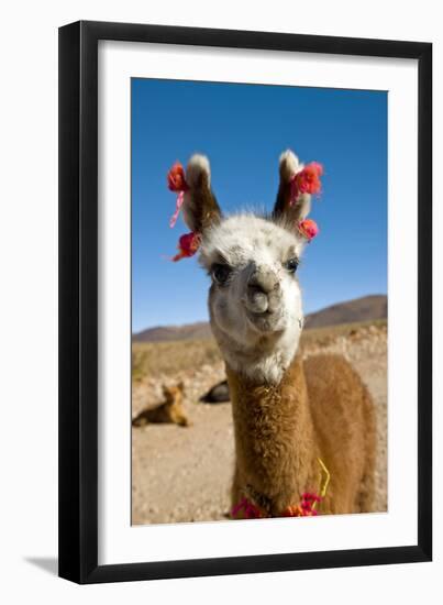 Domesticated Llama, Argentina-null-Framed Premium Photographic Print