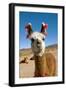 Domesticated Llama, Argentina-null-Framed Premium Photographic Print