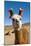 Domesticated Llama, Argentina-null-Mounted Premium Photographic Print