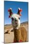 Domesticated Llama, Argentina-null-Mounted Premium Photographic Print
