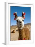 Domesticated Llama, Argentina-null-Framed Photographic Print