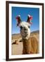 Domesticated Llama, Argentina-null-Framed Photographic Print