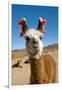 Domesticated Llama, Argentina-null-Framed Photographic Print