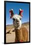 Domesticated Llama, Argentina-null-Framed Photographic Print