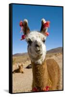 Domesticated Llama, Argentina-null-Framed Stretched Canvas