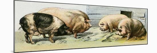 Domesticated Pigs-null-Mounted Giclee Print