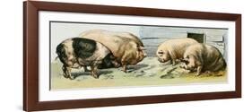 Domesticated Pigs-null-Framed Giclee Print