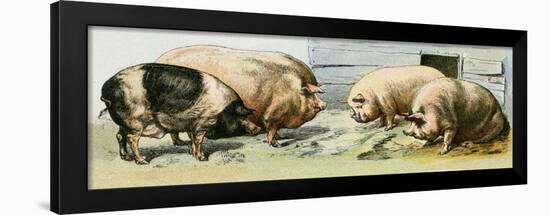 Domesticated Pigs-null-Framed Giclee Print