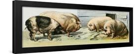 Domesticated Pigs-null-Framed Giclee Print