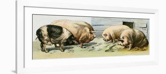 Domesticated Pigs-null-Framed Premium Giclee Print