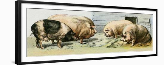 Domesticated Pigs-null-Framed Premium Giclee Print