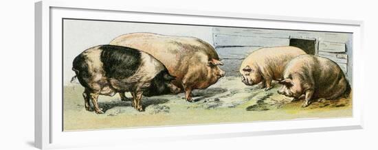 Domesticated Pigs-null-Framed Premium Giclee Print