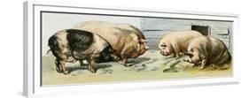 Domesticated Pigs-null-Framed Premium Giclee Print