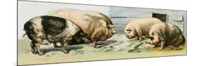 Domesticated Pigs-null-Mounted Premium Giclee Print