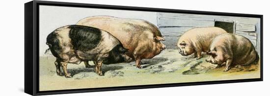 Domesticated Pigs-null-Framed Stretched Canvas