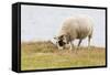 Domesticated Sheep (Ovis Aries), Flatey Island, Iceland, Polar Regions-Michael Nolan-Framed Stretched Canvas
