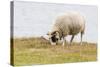 Domesticated Sheep (Ovis Aries), Flatey Island, Iceland, Polar Regions-Michael Nolan-Stretched Canvas