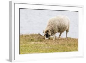 Domesticated Sheep (Ovis Aries), Flatey Island, Iceland, Polar Regions-Michael Nolan-Framed Photographic Print