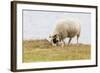 Domesticated Sheep (Ovis Aries), Flatey Island, Iceland, Polar Regions-Michael Nolan-Framed Photographic Print