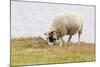 Domesticated Sheep (Ovis Aries), Flatey Island, Iceland, Polar Regions-Michael Nolan-Mounted Photographic Print