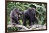 Dominant male Chimpanzee in mangrove, Republic of Congo-Eric Baccega-Framed Photographic Print