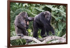 Dominant male Chimpanzee in mangrove, Republic of Congo-Eric Baccega-Framed Photographic Print