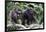 Dominant male Chimpanzee in mangrove, Republic of Congo-Eric Baccega-Framed Photographic Print