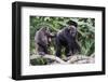 Dominant male Chimpanzee in mangrove, Republic of Congo-Eric Baccega-Framed Photographic Print