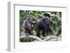 Dominant male Chimpanzee in mangrove, Republic of Congo-Eric Baccega-Framed Photographic Print