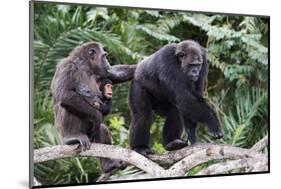 Dominant male Chimpanzee in mangrove, Republic of Congo-Eric Baccega-Mounted Photographic Print