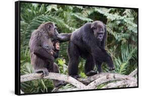 Dominant male Chimpanzee in mangrove, Republic of Congo-Eric Baccega-Framed Stretched Canvas