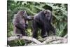 Dominant male Chimpanzee in mangrove, Republic of Congo-Eric Baccega-Stretched Canvas