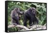 Dominant male Chimpanzee in mangrove, Republic of Congo-Eric Baccega-Framed Stretched Canvas