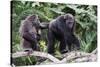 Dominant male Chimpanzee in mangrove, Republic of Congo-Eric Baccega-Stretched Canvas