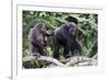 Dominant male Chimpanzee in mangrove, Republic of Congo-Eric Baccega-Framed Photographic Print