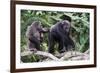 Dominant male Chimpanzee in mangrove, Republic of Congo-Eric Baccega-Framed Photographic Print