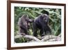 Dominant male Chimpanzee in mangrove, Republic of Congo-Eric Baccega-Framed Photographic Print