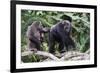 Dominant male Chimpanzee in mangrove, Republic of Congo-Eric Baccega-Framed Photographic Print