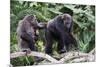 Dominant male Chimpanzee in mangrove, Republic of Congo-Eric Baccega-Mounted Photographic Print