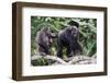 Dominant male Chimpanzee in mangrove, Republic of Congo-Eric Baccega-Framed Premium Photographic Print