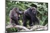 Dominant male Chimpanzee in mangrove, Republic of Congo-Eric Baccega-Mounted Premium Photographic Print