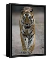 Dominant Male Indian Tiger, Bandhavgarh National Park, Madhya Pradesh State, India-Milse Thorsten-Framed Stretched Canvas