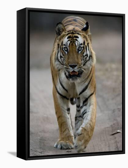 Dominant Male Indian Tiger, Bandhavgarh National Park, Madhya Pradesh State, India-Milse Thorsten-Framed Stretched Canvas