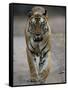 Dominant Male Indian Tiger, Bandhavgarh National Park, Madhya Pradesh State, India-Milse Thorsten-Framed Stretched Canvas