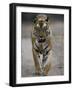 Dominant Male Indian Tiger, Bandhavgarh National Park, Madhya Pradesh State, India-Milse Thorsten-Framed Photographic Print