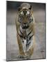 Dominant Male Indian Tiger, Bandhavgarh National Park, Madhya Pradesh State, India-Milse Thorsten-Mounted Photographic Print