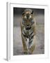 Dominant Male Indian Tiger, Bandhavgarh National Park, Madhya Pradesh State, India-Milse Thorsten-Framed Photographic Print